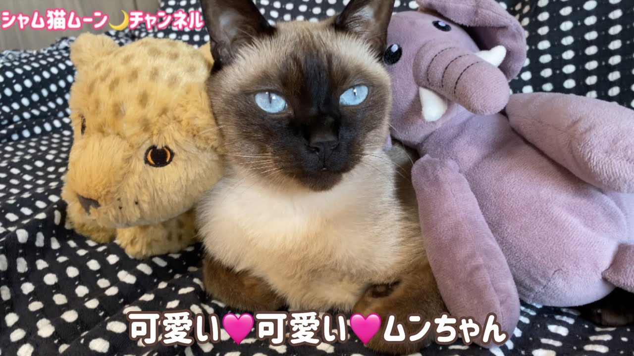 シャム猫ムーン🌙チャンネル💗可愛い可愛いムンちゃん💗