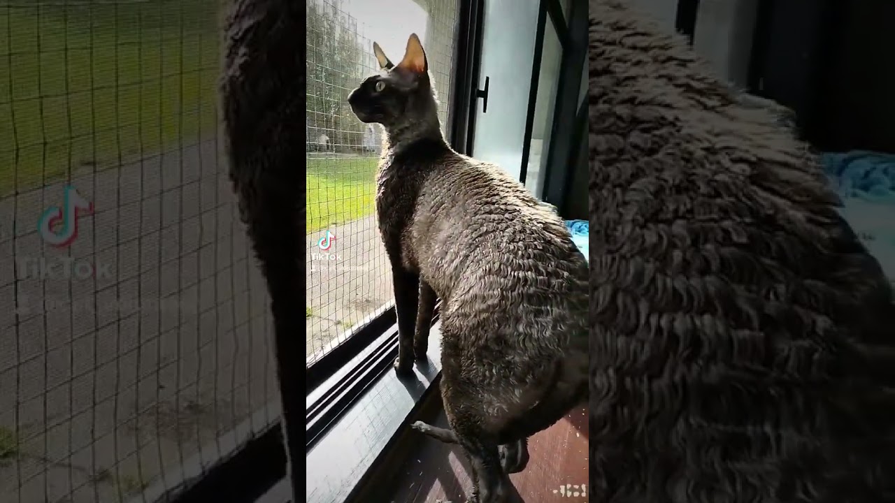 Grey Tabby Cornish Rex Cat