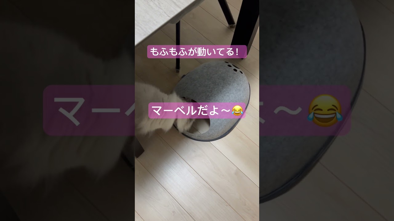 動くもふもふマーベル🐈 #shorts #うちのにゃんこ #ヒマラヤン #cat  #マーベル