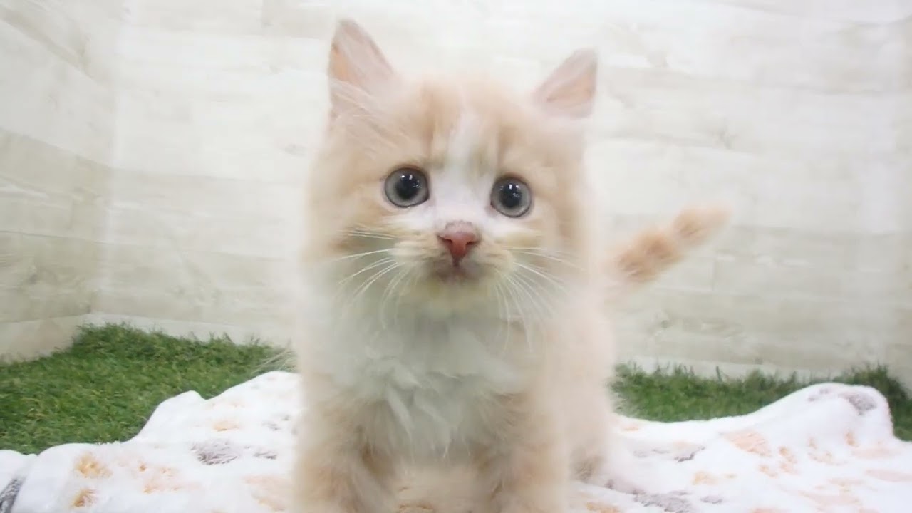 Coo&RIKU　No00658749 スコティッシュフォールド