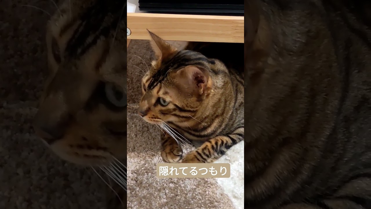 【ベンガル】隠れてるつもりが全然隠れてない猫　 #shorts