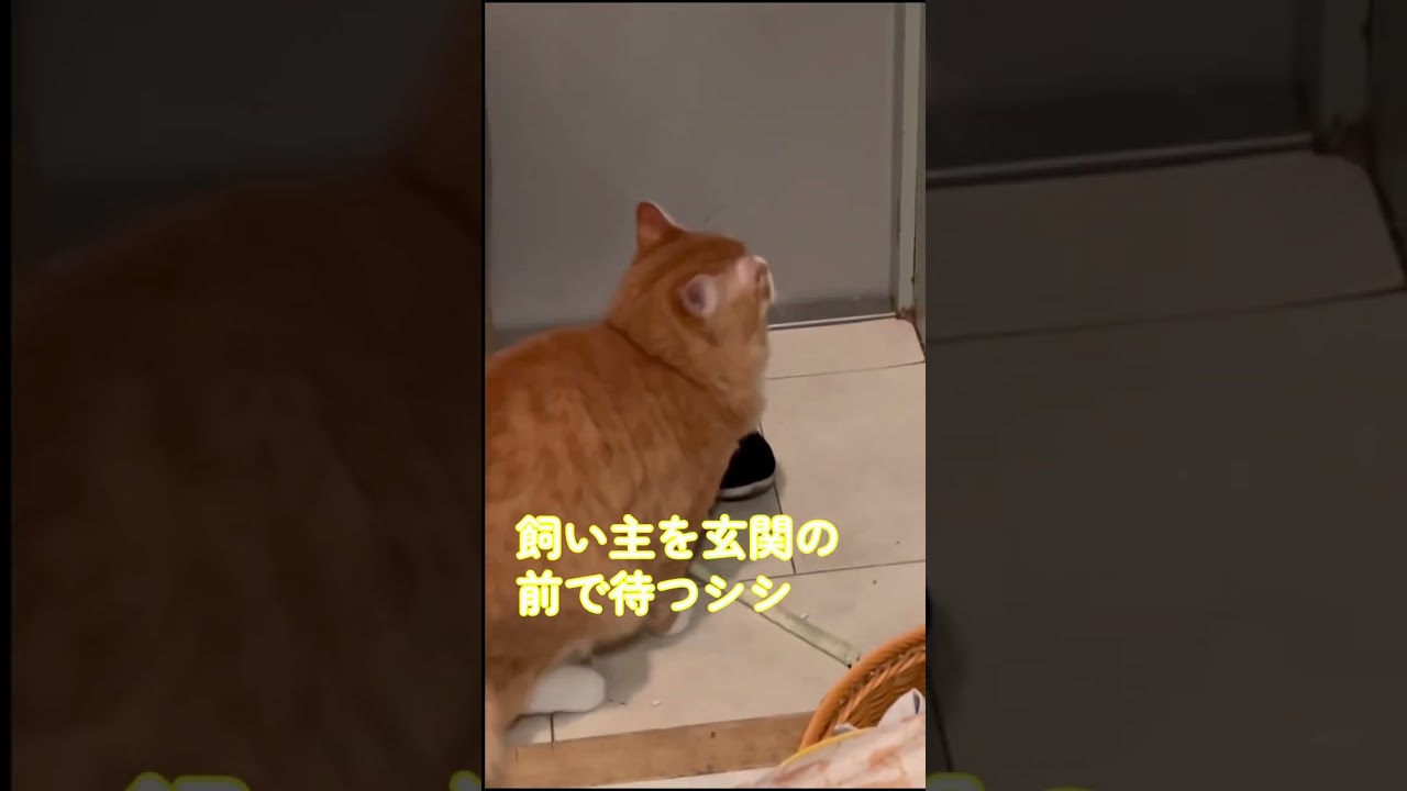 【サイベリアンの子猫】飼い主の帰りを待つシシ #cat #siberian #ねこ #子猫 #サイベリアン #shorts