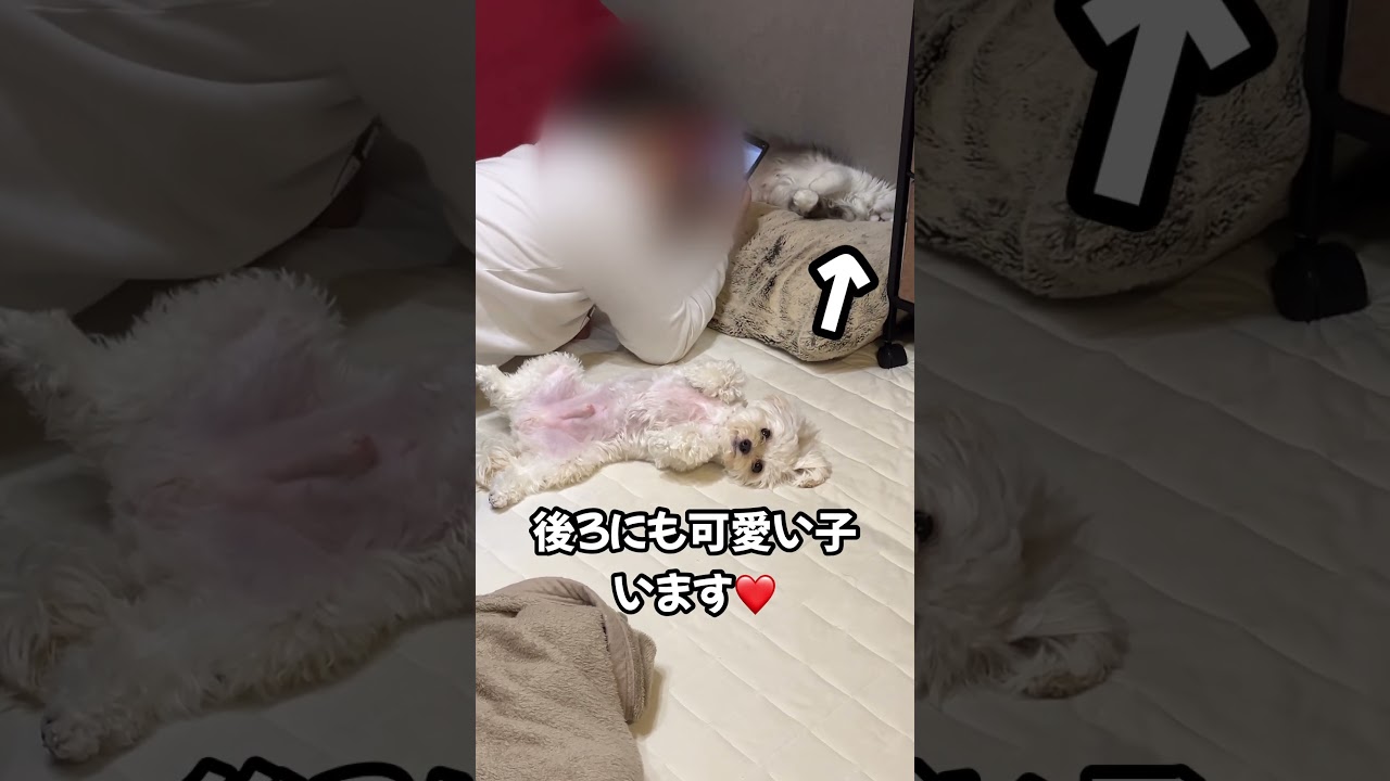 みんなかわい〜🫰#チワプー #犬 #dog #ラガマフィン #猫 #cat #かわいい #おすすめ #あさひなさんた #shorts