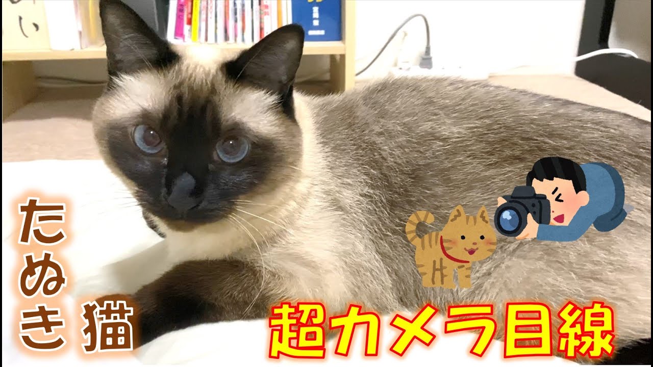 超カメラ目線なシャム猫のふくさん【たぬき猫】