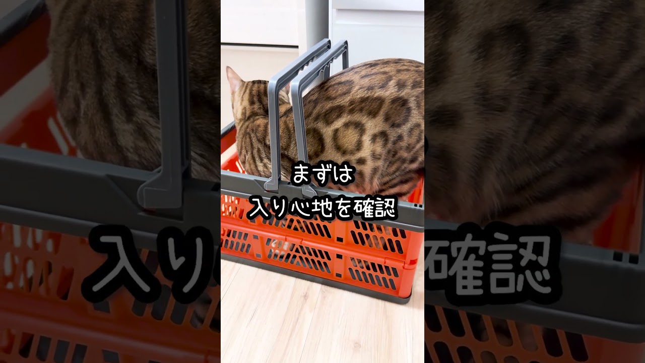 カゴを取られた猫の顔が切ない #shorts #ベンガル #猫