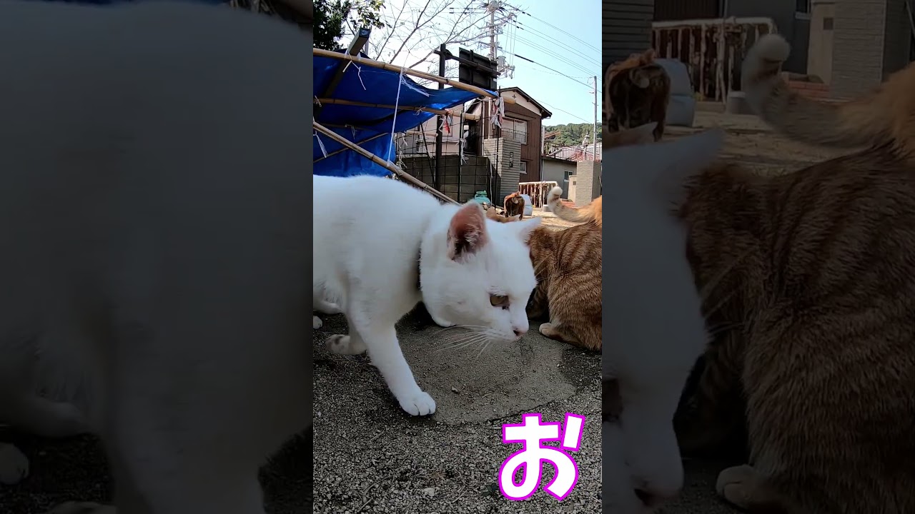 猫」「CAT & PEACE」#cat #ソマリ #ねこ動画 #猫動画 #猫好きさんと繋がりたい #野良猫
