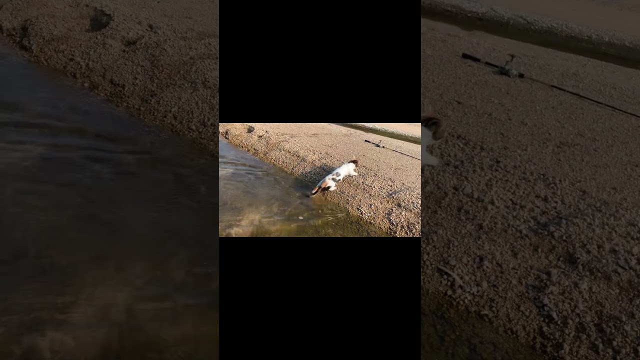 [泳ぐ猫] (swimming cat) swimming munchkin