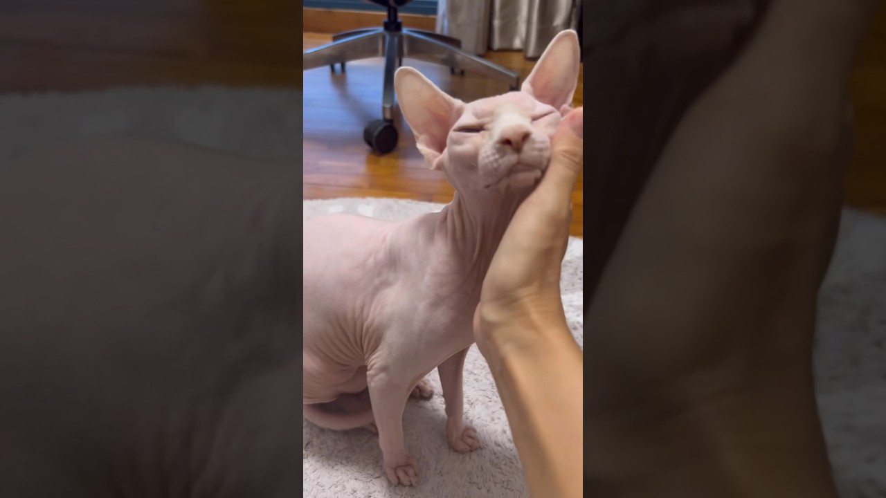 甘えん坊の毛のない子猫が可愛すぎる【スフィンクス猫】