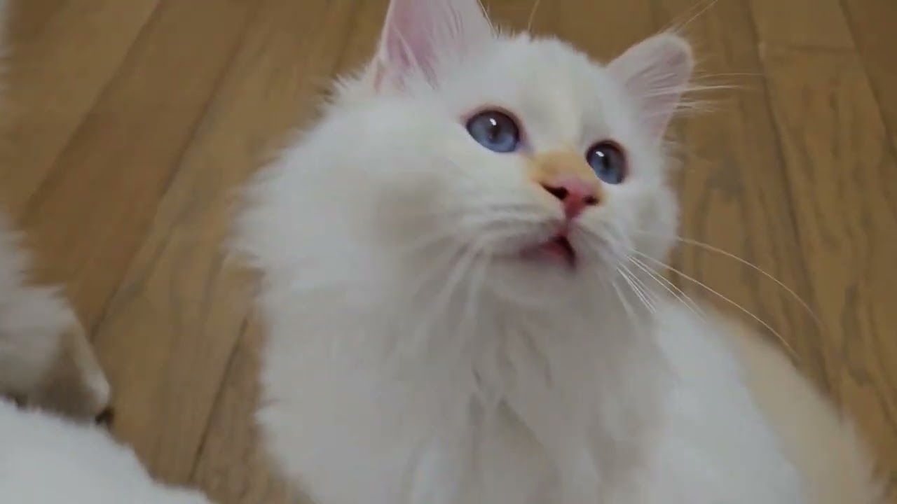 紐で遊ぶにゃん。パワフルバーマン子猫