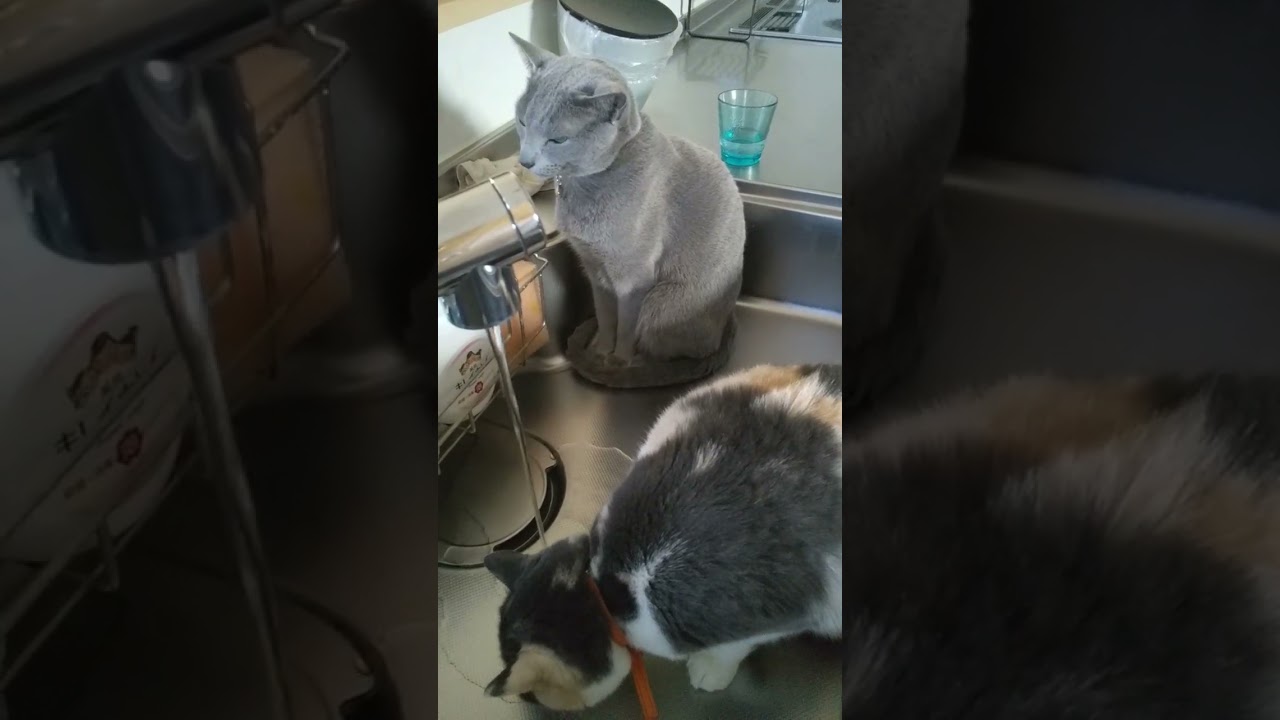 ロシアンブルー、ジェイドの日常。三毛猫琥珀と仲良くなりたい！#猫 #猫動画 #ロシアンブルー #三毛猫 #cat #russianblue