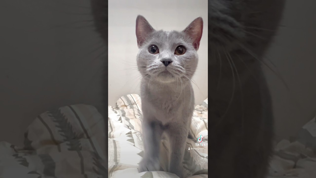 ゴロゴロ最高❤️❤️❤️#猫 #シャルトリュー #猫のいる暮らし #猫のゴロゴロを聞いて #癒されるペット動画 #リラックス #cat #chartreux #animals fyp