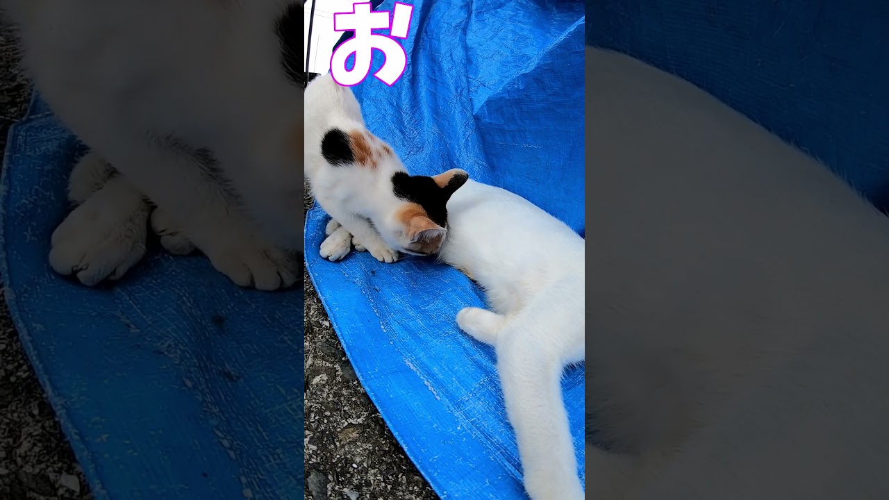 猫」「CAT & PEACE」#cat #ソマリ #ねこ動画 #猫動画 #猫好きさんと繋がりたい #野良猫