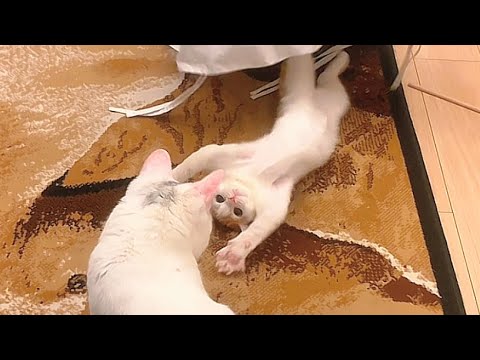 体が少し大きくなって隠れんぼできなくなった子猫と呆れる姉猫