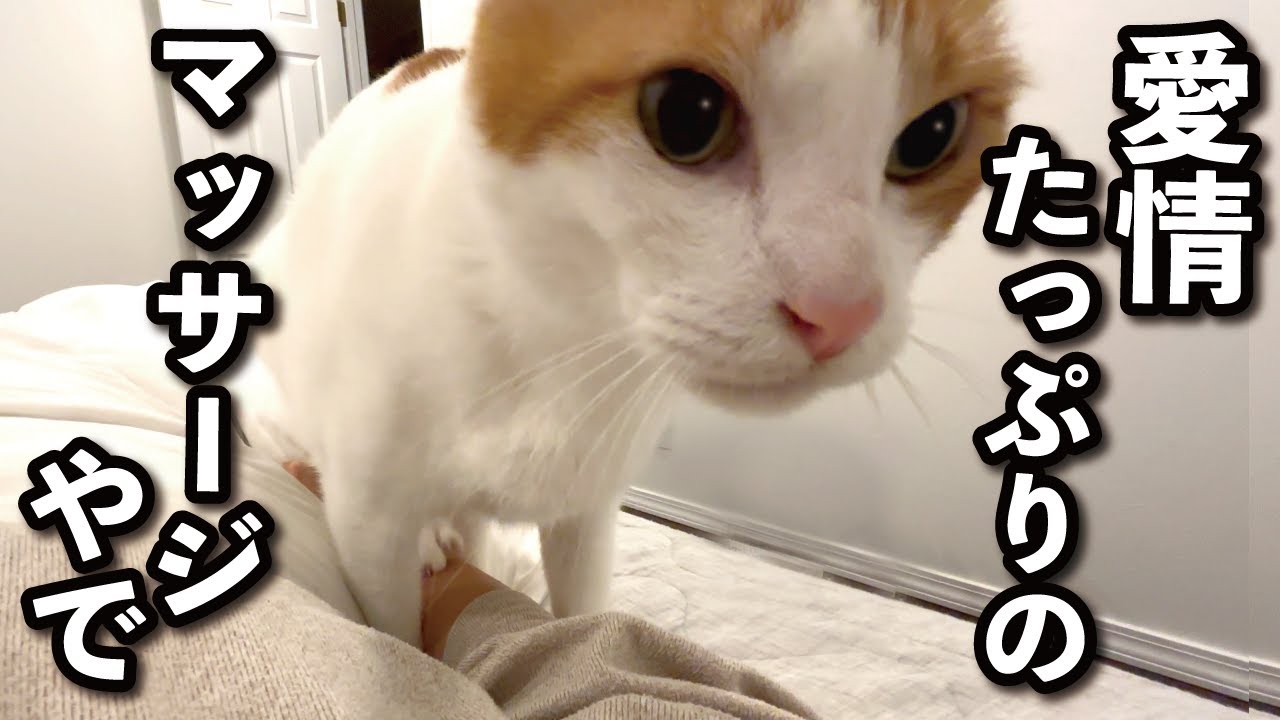 【甘えんぼ猫】愛情ふみふみマッサージで疲れたママを癒してくれる猫