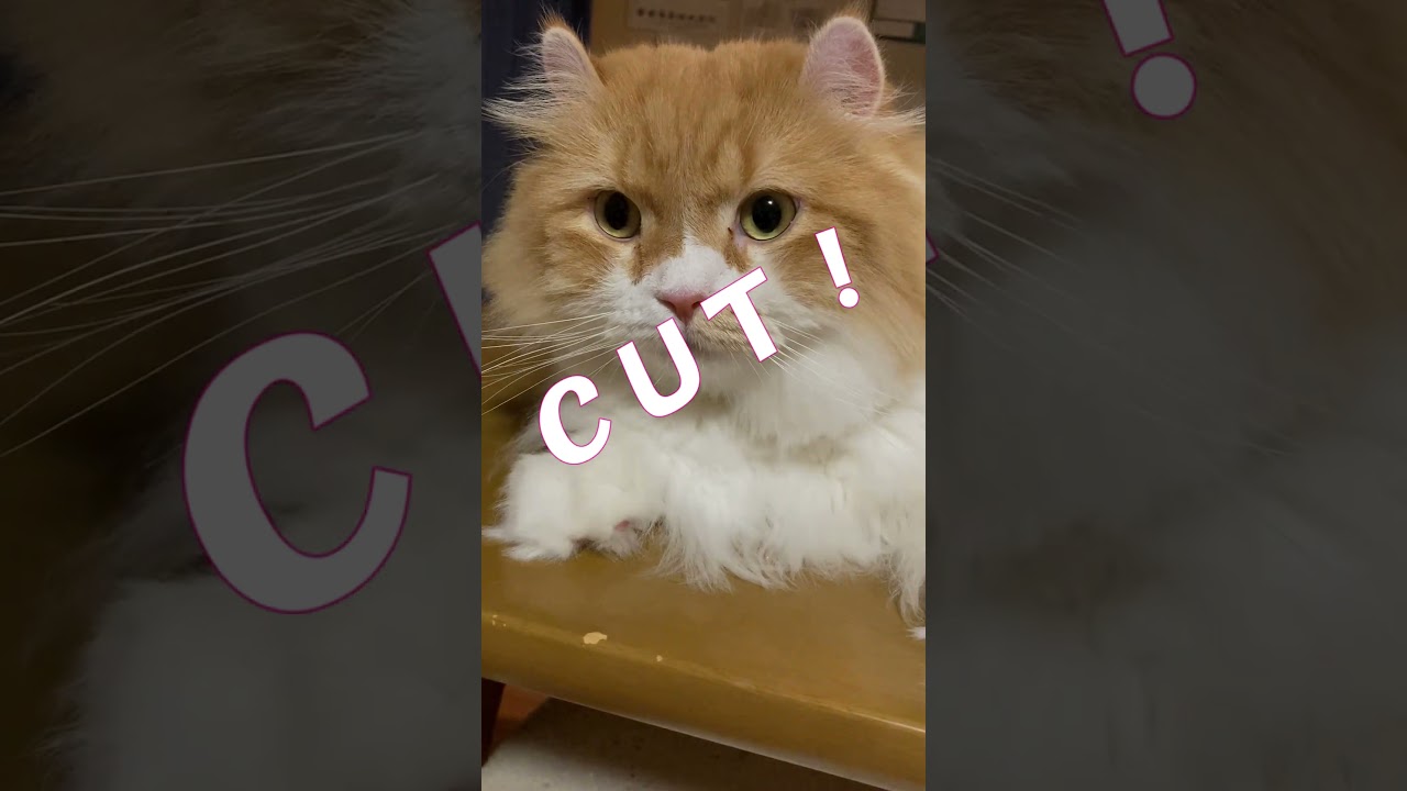 毛が邪魔そうなので切ってみた #shorts  #猫 #アメリカンカール #cat