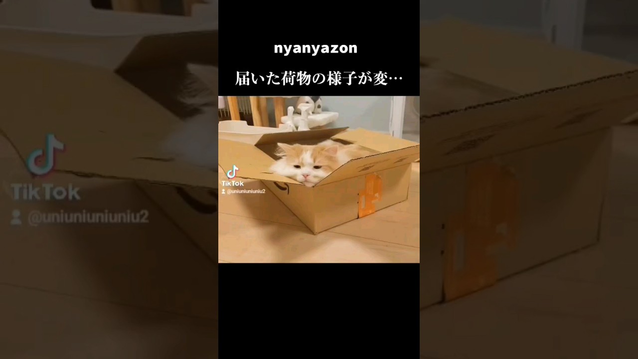 ニャニャゾン #ラガマフィン #猫動画 #shorts #amazon