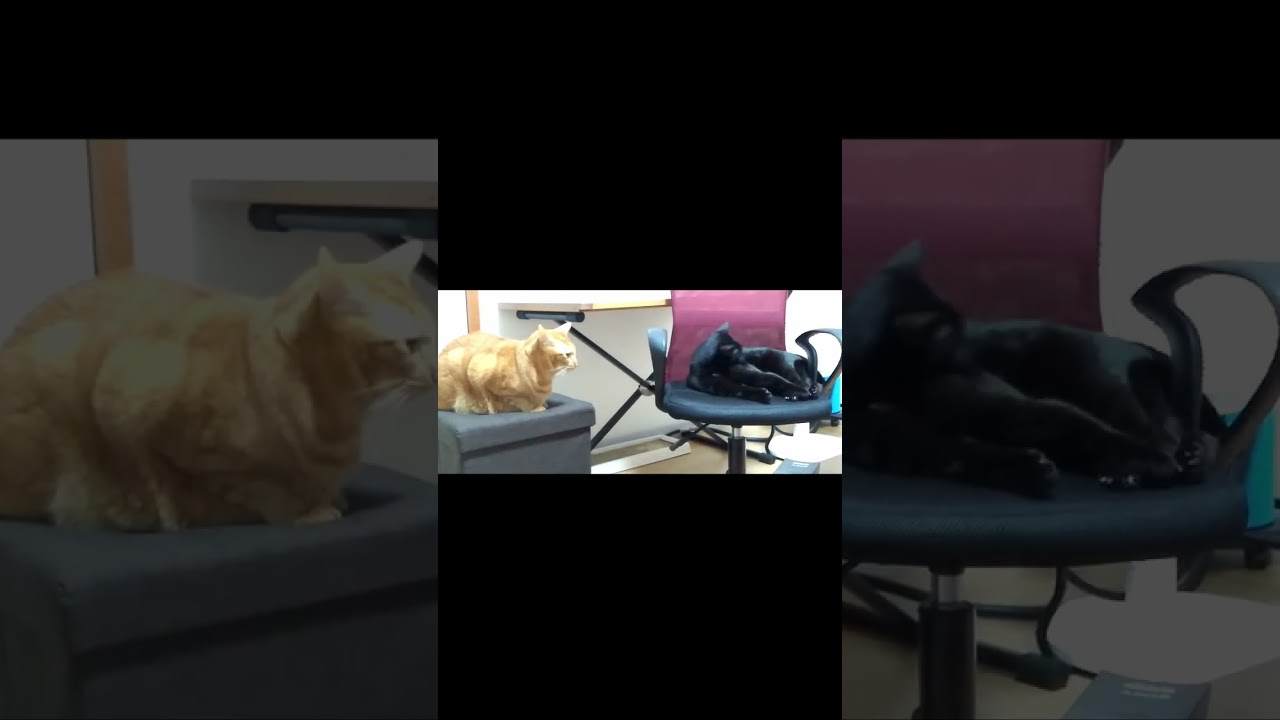 【茶トラ】【黒猫】クルーの狂いっぷりに引き気味なジラフ#shorts