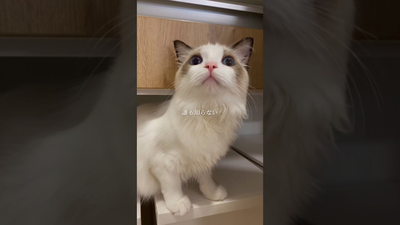 甘えん坊猫の実態⁉ #ラグドール #cat #ragdoll #ねこ #甘えん坊ラグドール #甘えん坊の猫 #甘えん坊猫 #shorts #子猫 #kitten
