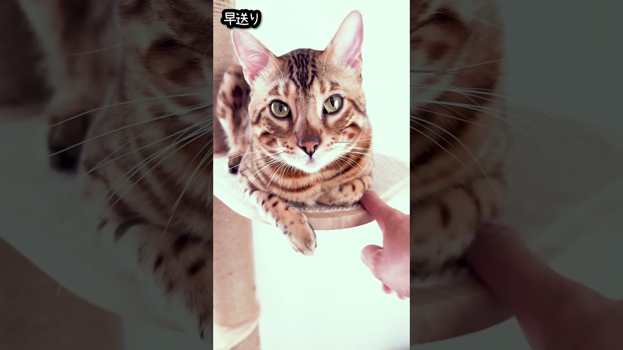 猫に指ずぼチャレンジしたらまさかの行動に #shorts #ベンガル #猫