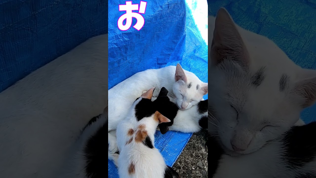 猫」「CAT & PEACE」#cat #ソマリ #ねこ動画 #猫動画 #猫好きさんと繋がりたい #野良猫