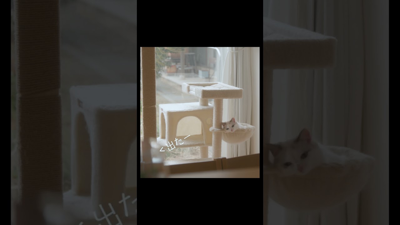 トイレアピールがすごい笑　#猫 #ラグドール #ragdollcat