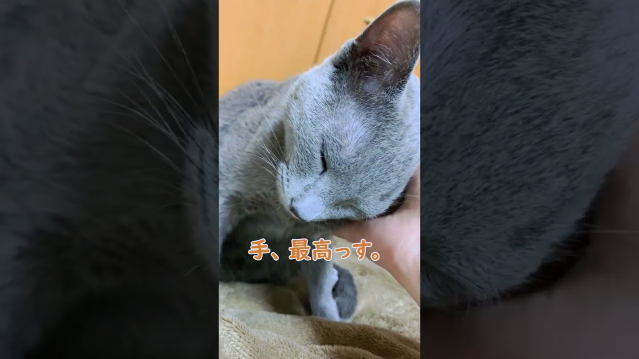 【猫】しゃくれるアゴ【ベンガル・ロシアンブルー】