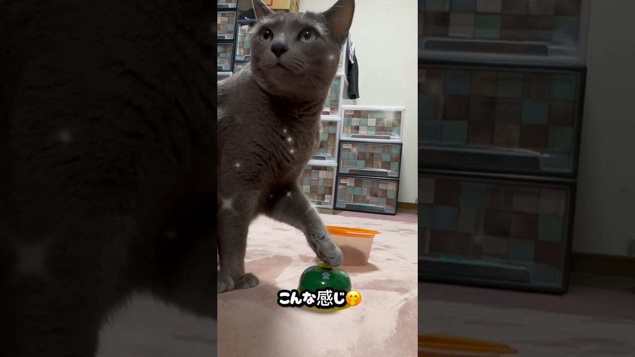 【ロシアンブルー】めろん今朝のベル押し🛎️こんな感じ🤭【猫】#shorts