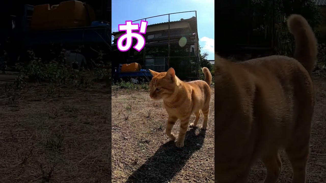 猫」「CAT & PEACE」#cat #ソマリ #ねこ動画 #猫動画 #猫好きさんと繋がりたい #野良猫