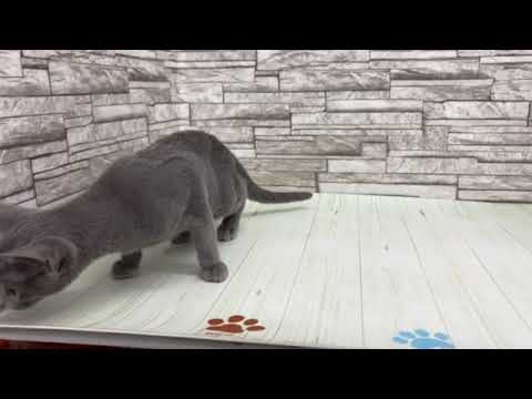 Coo&RIKU　No651083　ロシアンブルー