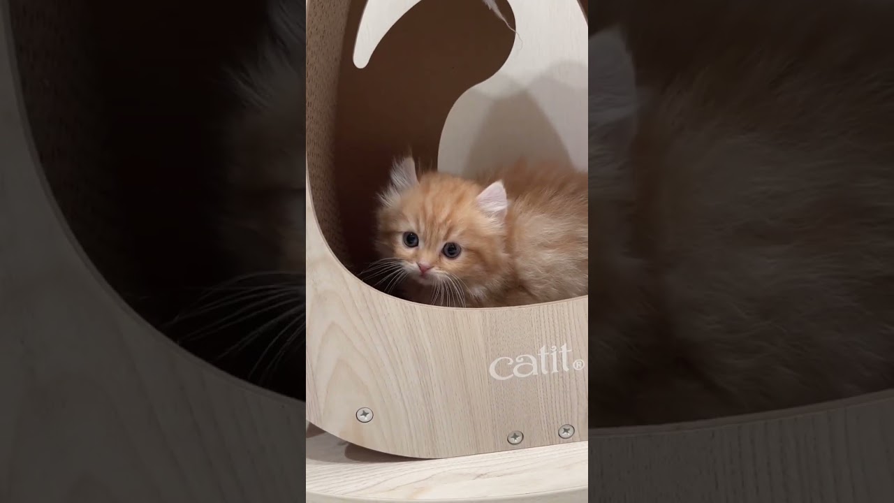 【キンカロー子猫】ほんのりカール耳♡のんびり長足男の子 #かわいい子猫 #cat #catbreed #kitten #子猫 #cute  #キンカロー