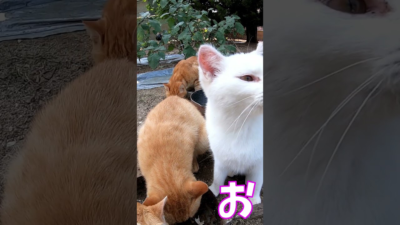 猫」「CAT & PEACE」#cat #ソマリ #ねこ動画 #猫動画 #猫好きさんと繋がりたい #野良猫