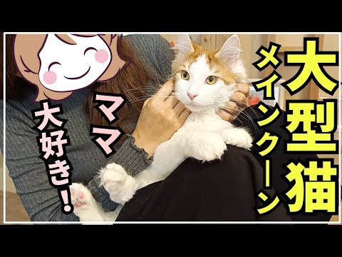 ママにだけガードが甘い大型猫メインクーン♂2歳5ヶ月