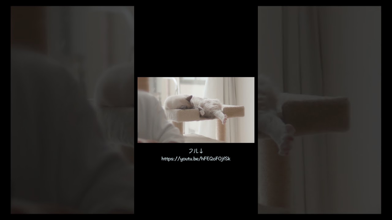 12/22 今日のダイジェスト　#猫 #ラグドール #ragdollcat