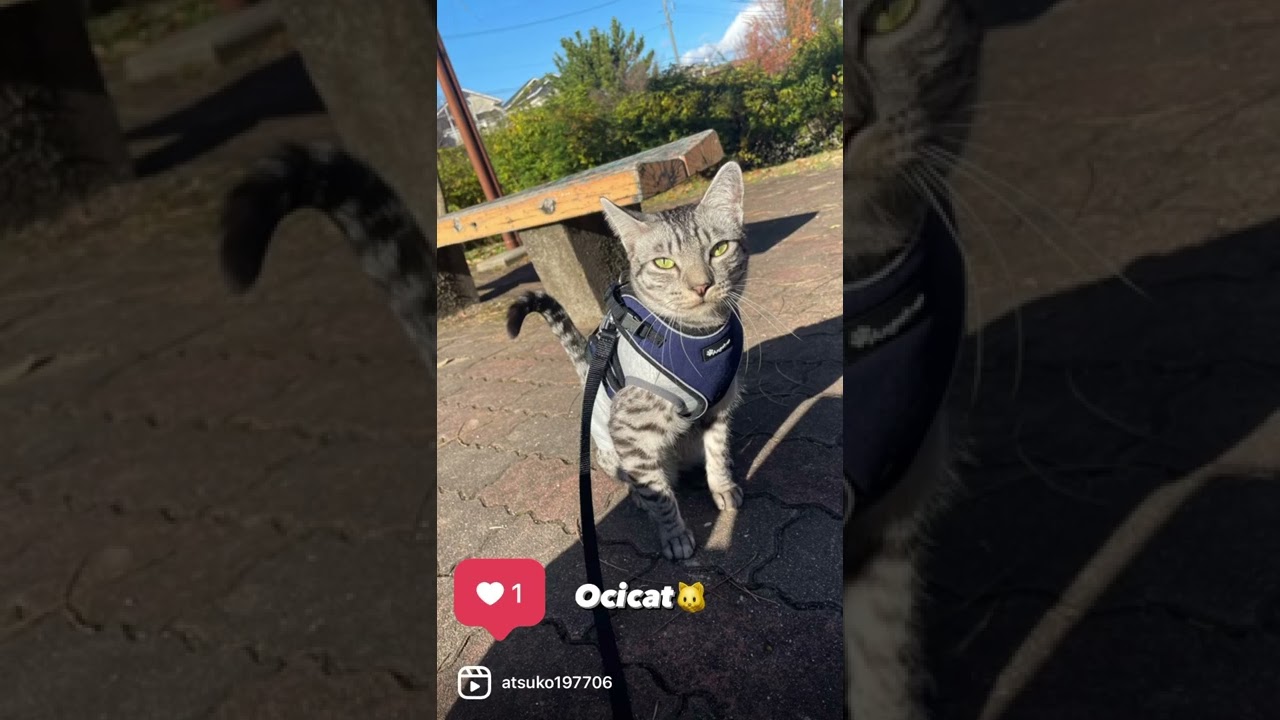 Ocicat（オシキャット）ユキオの魅力紹介動画⭐︎
