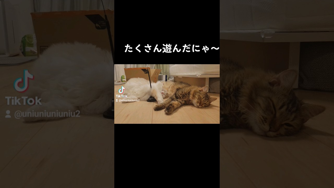 遊び疲れた猫たち #ラガマフィン #猫動画 #保護猫 #shorts