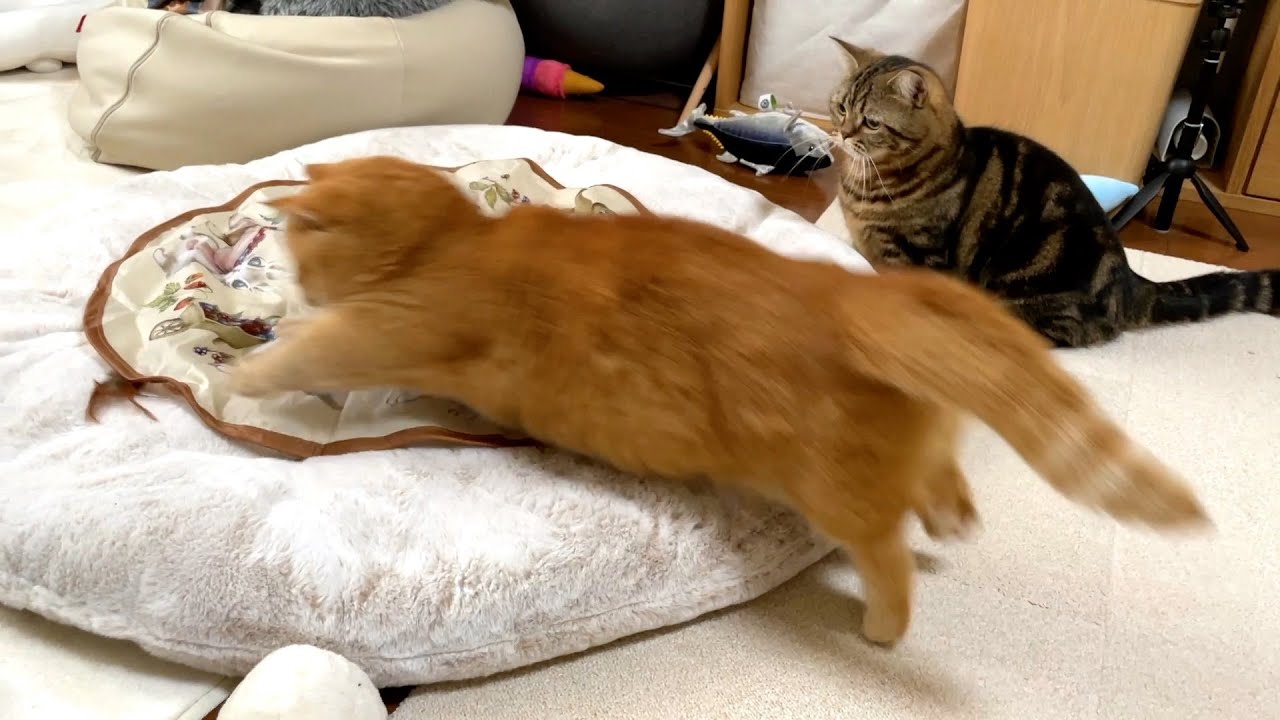 手も足も出ない弟猫と、一撃必殺をキメる兄猫