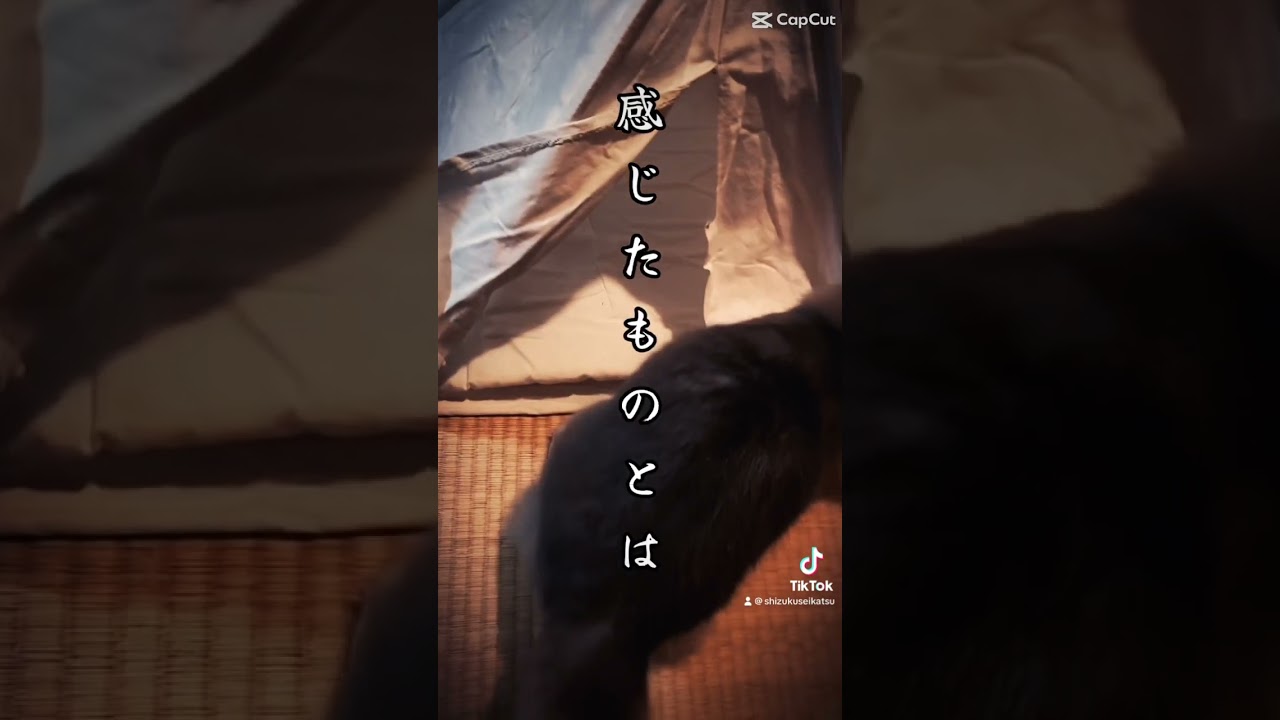 新しいものって独特のカヲリがありすよね。#cat #ソマリ #猫 #テント