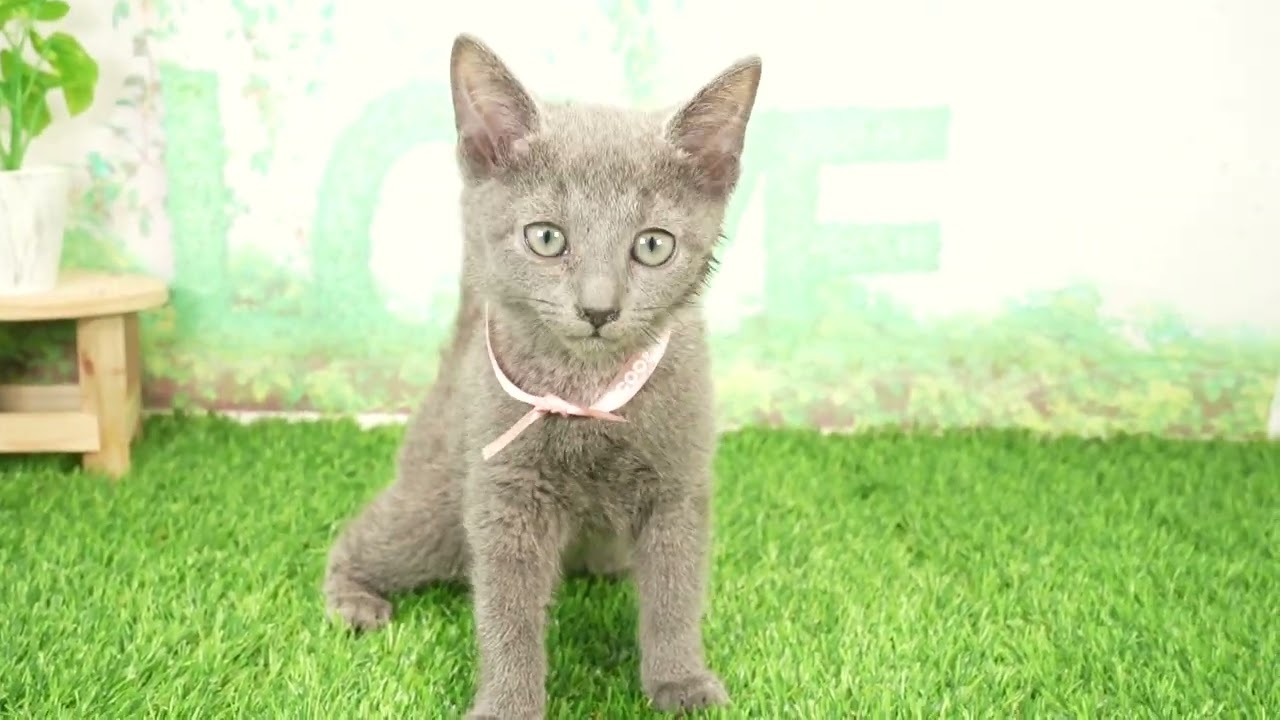 Coo&RIKU　No00659210 ロシアンブルー