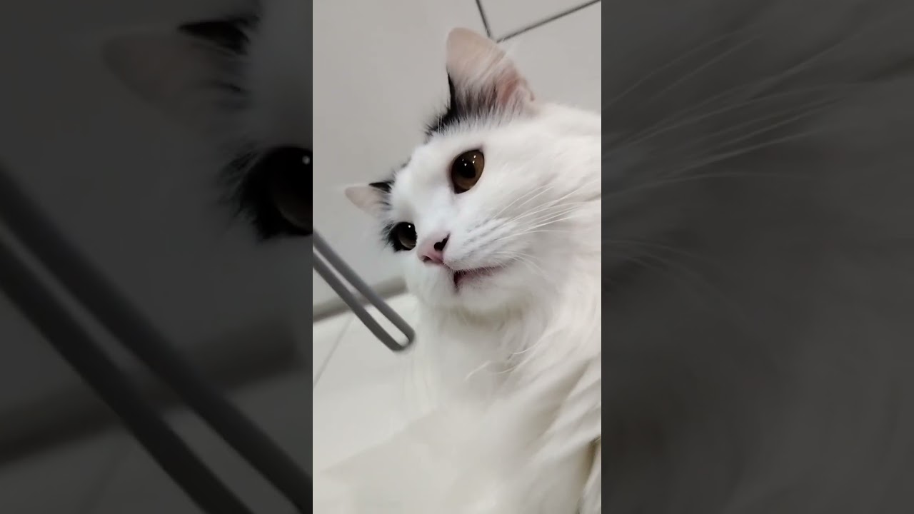 【インドネシア猫】モチのドアップ✨ #shorts