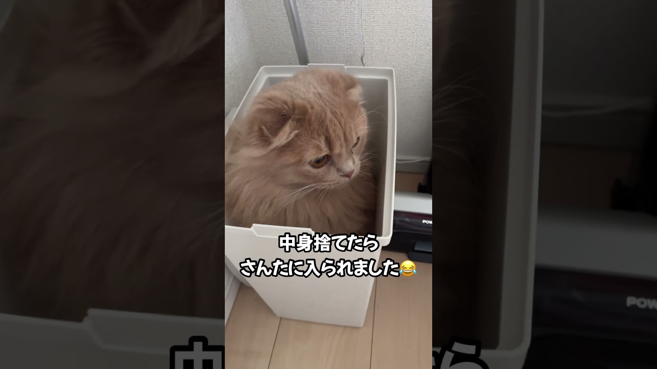 座右の銘『とりあえず入る』②#スコティッシュフォールド #ラガマフィン #猫 #cat #かわいい #おすすめ #あさひなさんた #shorts