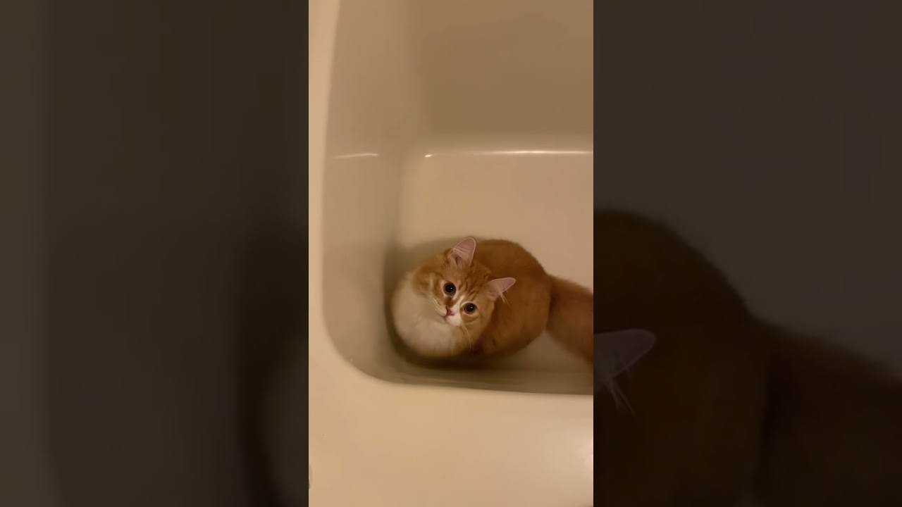 【サイベリアンのシシ】浴槽が大好きな子猫 #cat #ねこ #子猫 #サイベリアン #shorts