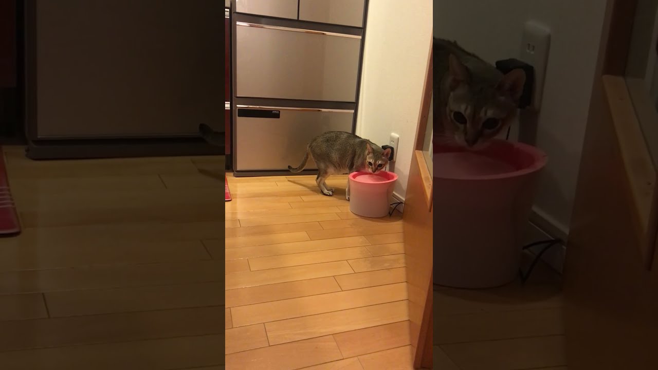 真剣にお水を飲んでいるだけのシンガプーラなのにゃ♪ #cat #シンガプーラ #singapura