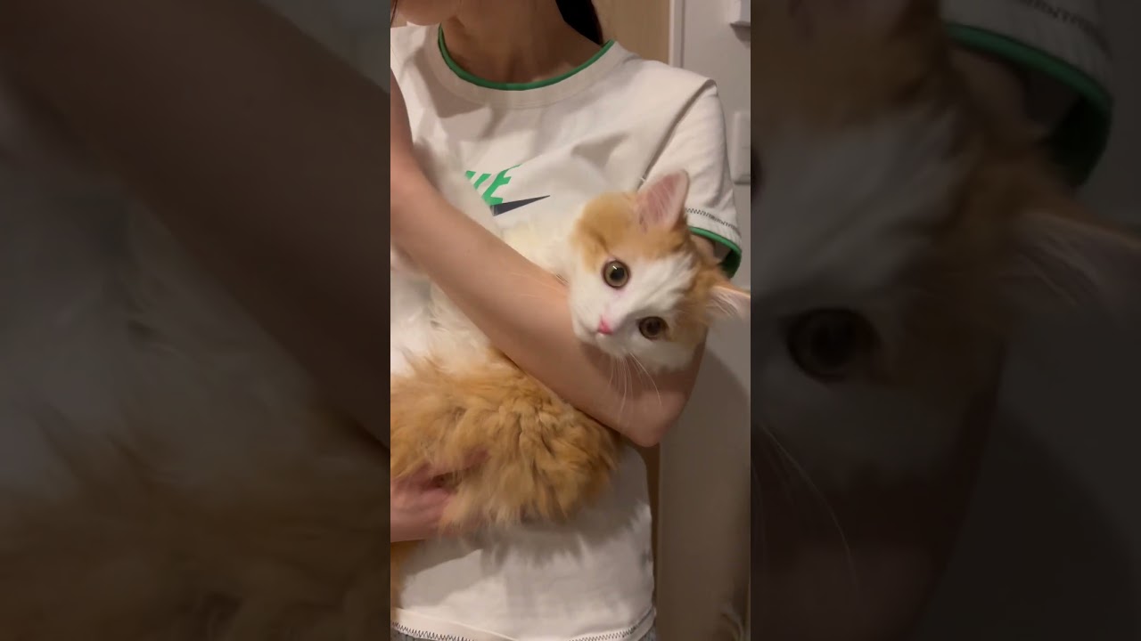 妻の歯磨きに付き合わされるねる #cat #ragamuffin #ラガマフィン #猫