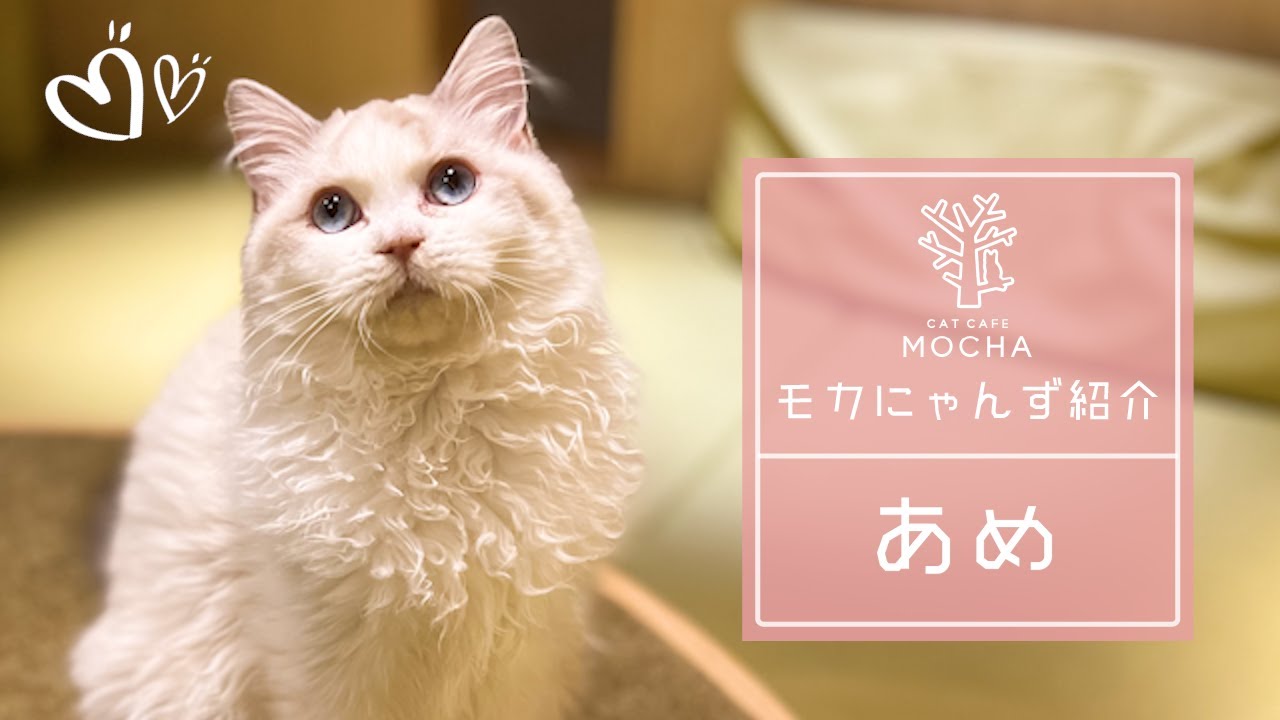 あめ（ラグドール♀）新宿店