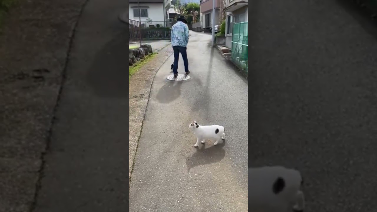 ゆきちゃんと近所のかわい子ちゃん。いつでも、ゆきちゃんの圧に負ける｜ジャパニーズ・ボブテイル｜熱海｜伊豆｜南熱海｜日本猫｜三毛猫｜猫散歩