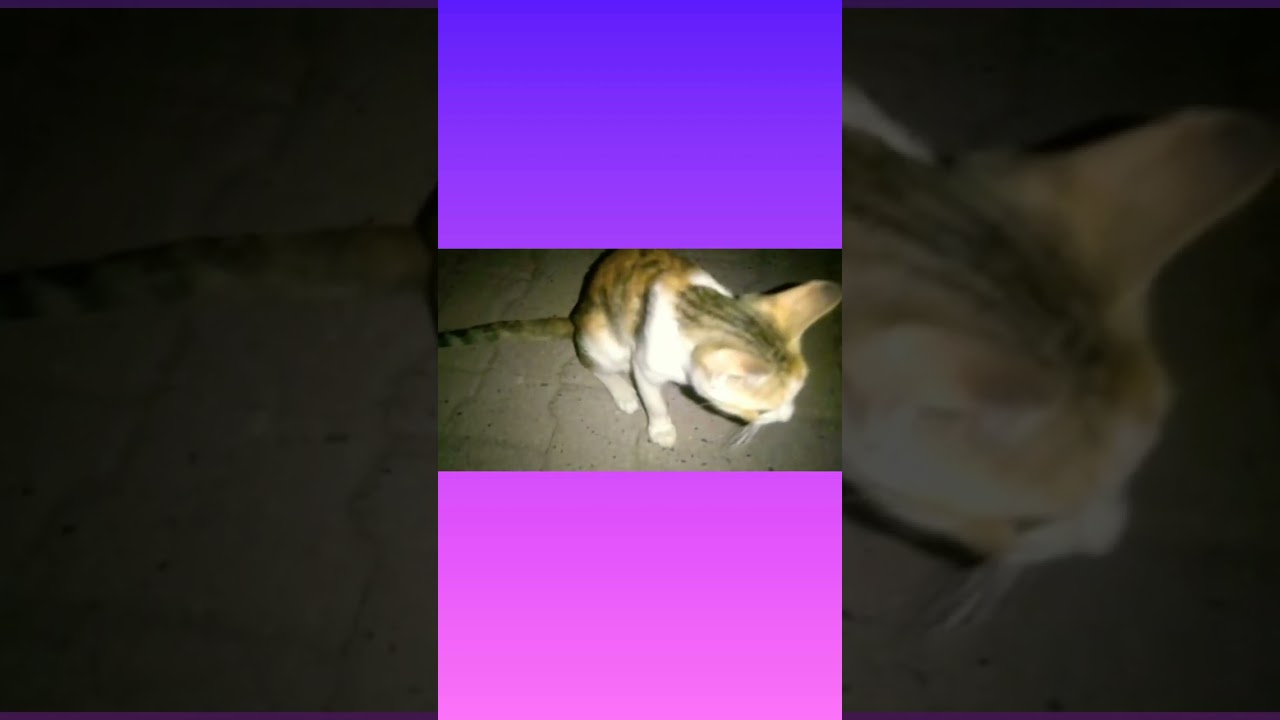 so cute cat | cat video 2022 | black cat | brown cat #shorts #kitten #ytshorts @NaturalWorld360