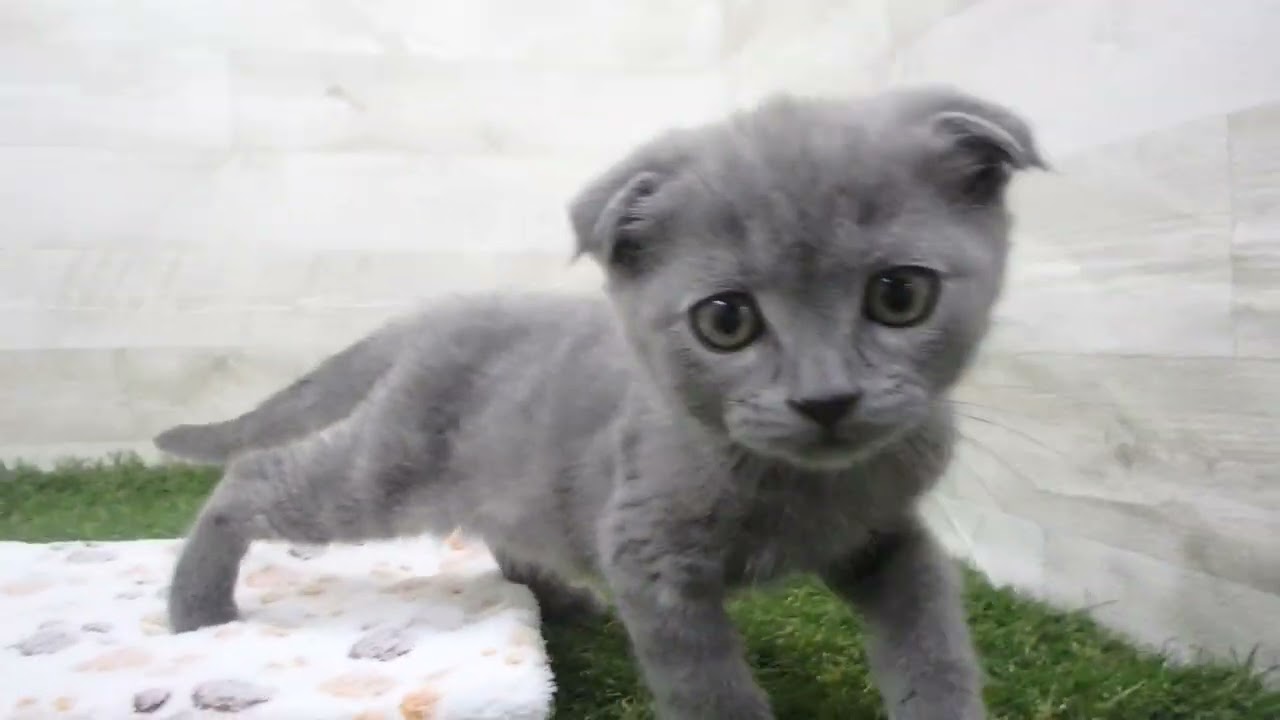 Coo&RIKU　No00658770 スコティッシュフォールド