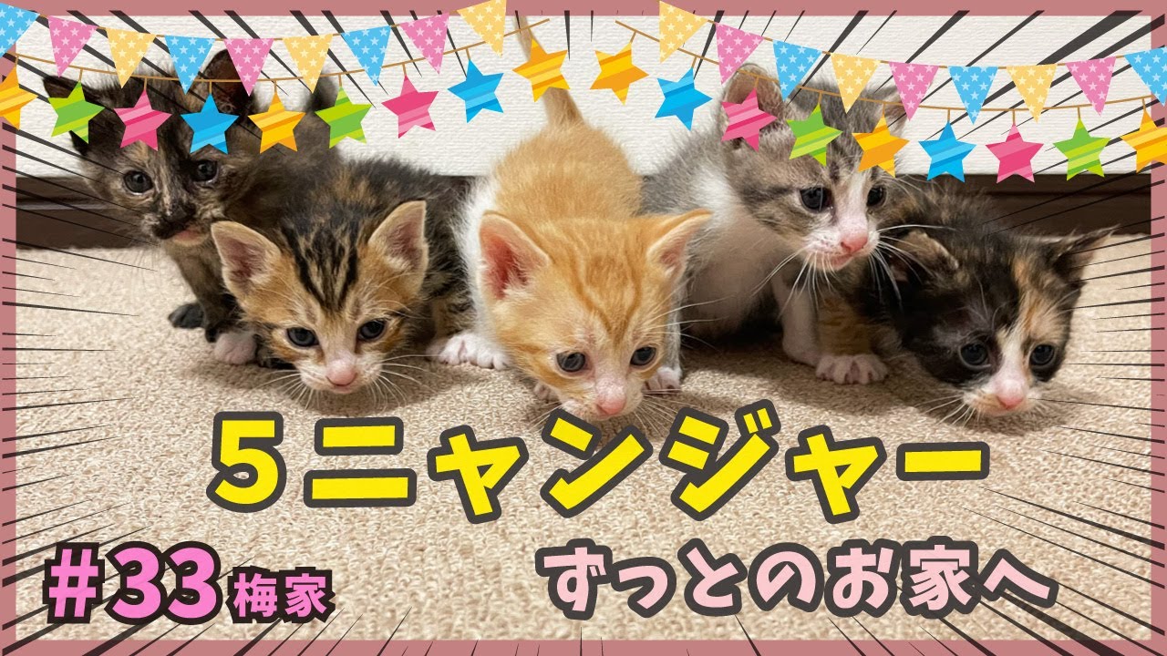 【子猫 旅立ち】我が家で生まれた可愛い子猫が、立派に成長してずっとのお家へ。【子猫の誕生から成長まで・梅家33】love kitten