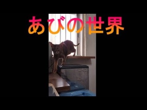 ネコ動画あび＃2632　あびの毎日　アビシニアン　あび