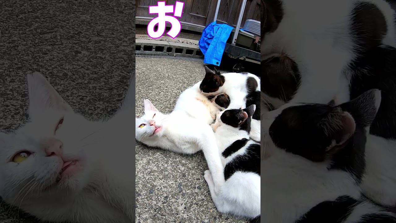 猫」「CAT & PEACE」#cat #ソマリ #ねこ動画 #猫動画 #猫好きさんと繋がりたい #野良猫